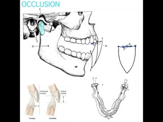 Occlusion part 2 гнатология