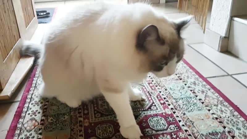 Ragdoll cat video