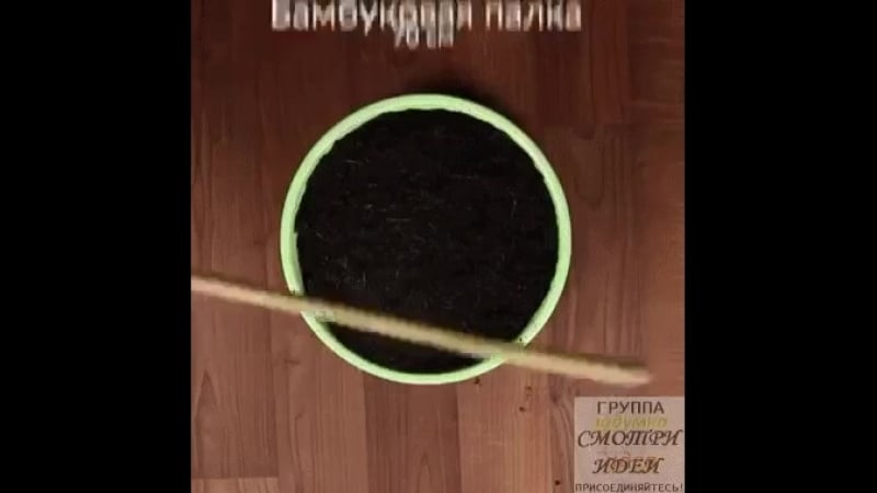 Чтобы на кухне всегда была свежая зелень