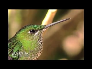 Ave trochilidae heliodoxa jacula (gould, 1850) green crowned brilliant, colibrí, gorrión