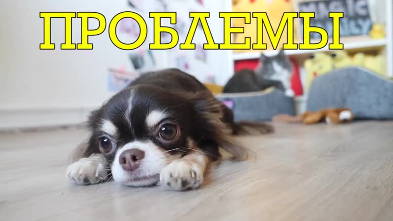 [magic pets] проблемы каждого пёсика | пародия magic pets