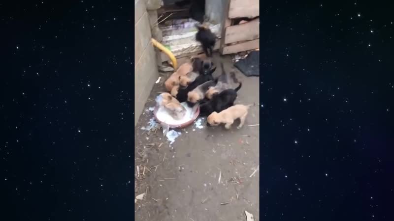 Наглость второе счастье