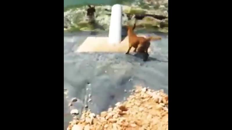 Крокодил утащил молодые ямайка