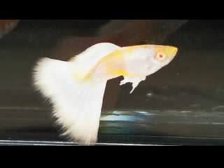 Guppy full platinum albino / гуппи платина альбинос