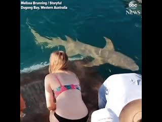 Hand feeding a shark, wcgw?