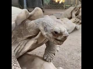 Turtle orgy | черепашья оргия