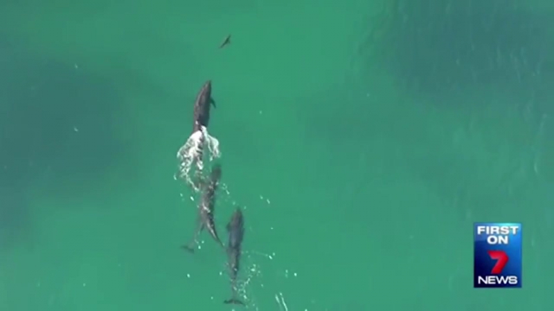 Стая черных косаток устроила охоту на акулу