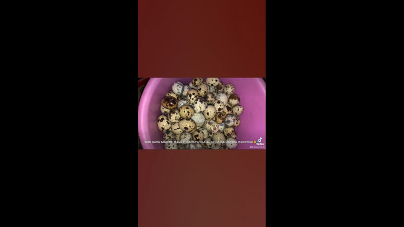 1000 дана бөдене жұмыртқалары қызылорда қаласына жіберілді ✊