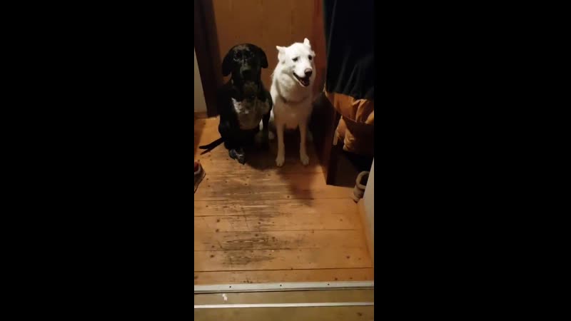 Хозяйка бурно отчитала молодые, которые не поделили между собой кошачий корм