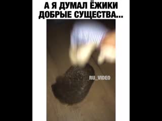 Бесноватый ёж ☺