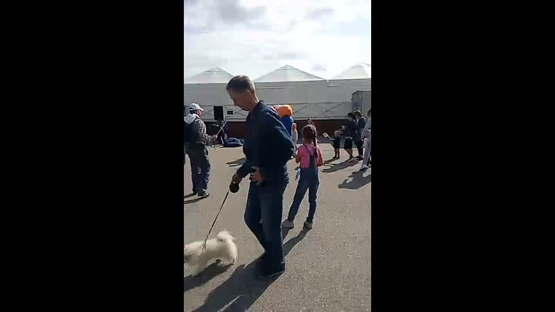 Сплетни | тарко сале live