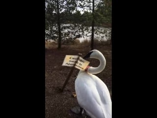 Swan is agressive