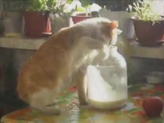 Русские коты )))