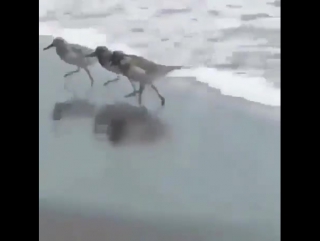 Валим (vhs video)