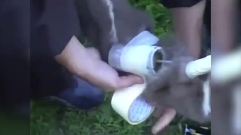 Появились подробности публикации видео с жестоким подрывом кота (18+)