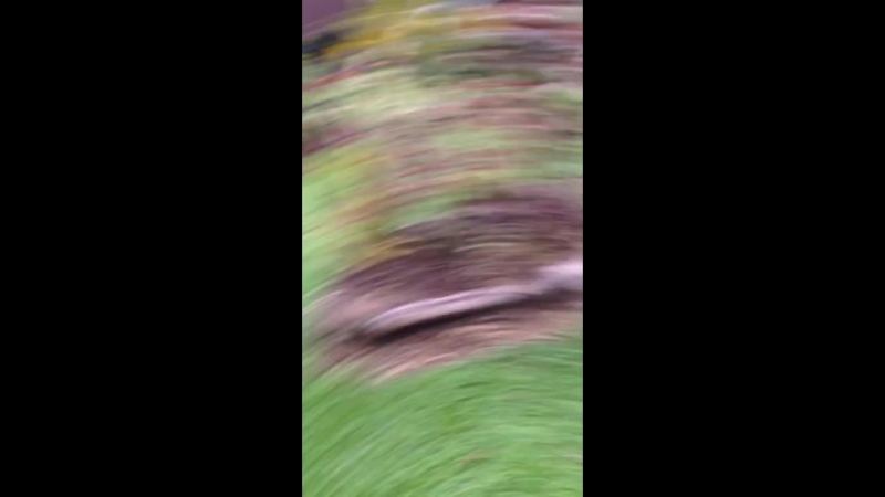 Attempted sexual assault by peter the brown agouti