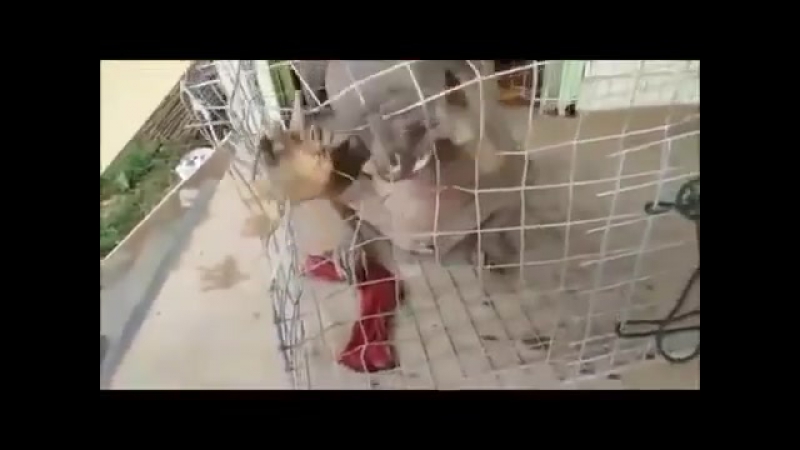 Жесть чупакабра поймана в китае #эксклюзив