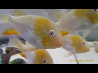 Акарихтис хекеля альбинос(albino acarichthys heckelii)