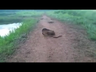 Шарахнуло электричеством (vhs video)