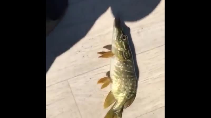 Щука или окунь