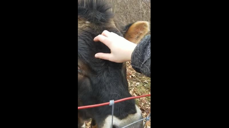 Barnyard friends have tippy taps too