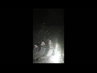 Bear lunges at car during nighttime drive