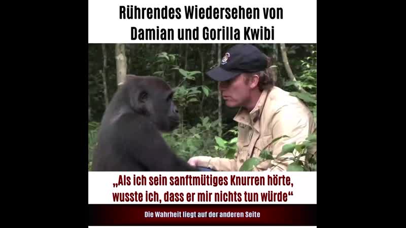 Rührendes wiedersehen so reagiert gorilla kwibi auf seinen pfleger