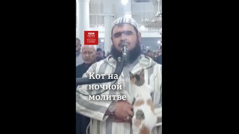 Кот на ночной молитве