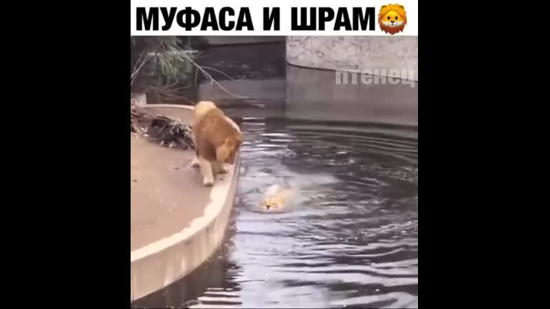 Грация porn video – Грация кошки 😂