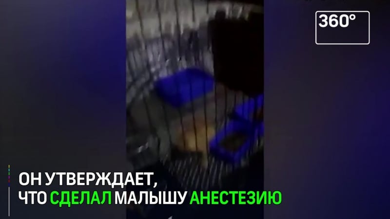 Сделал котенку татуироу