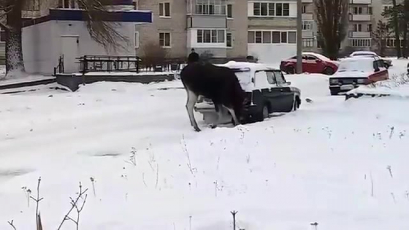 Лось токсикоман из пензенской области