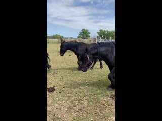 Конюшня 🐎 возле бархана сарыкум