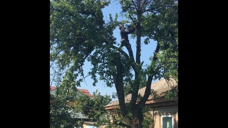 Спиливание, удаление деревьев, кустарника, расчистка участков, покос травы и вывоз любой сложности! 👍 ☎ 8 920 211 76 22