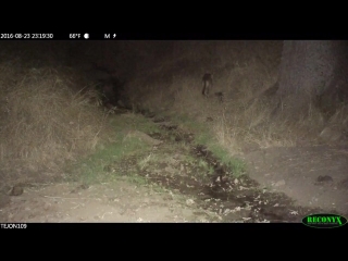 Mountain lion cub on tejon ranch