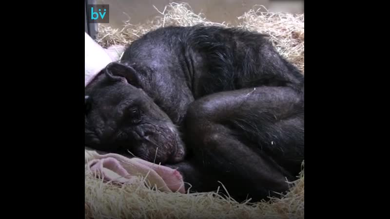 Пожилая самка шимпанзе по кличке мама трогательно прощается со старым другом до слез!