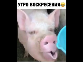 Утро воскресения !!!)))