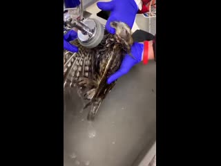 Rescued from being stuck in a rat trap, this baby owl had his first warm bath and clearly couldn’t be any more relaxed