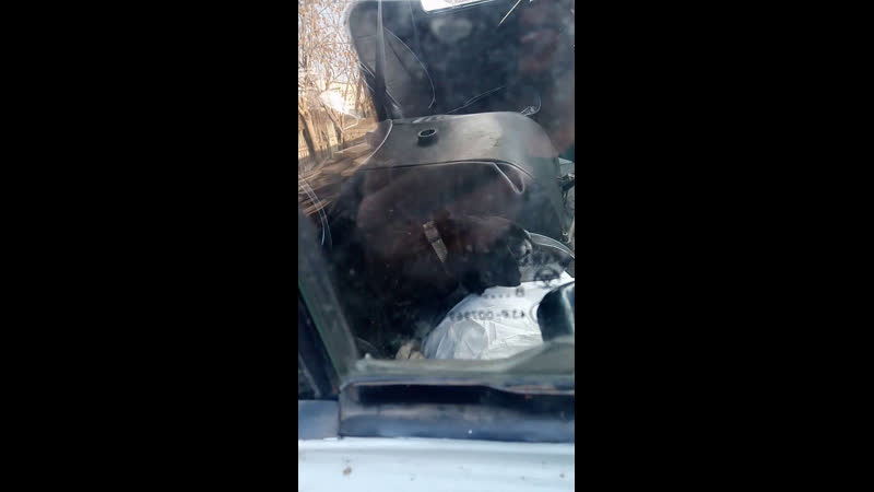 Live «дари добро» | волонтёрский отлов