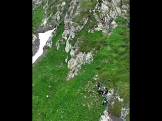 Каазская серна желает всем доброго утра