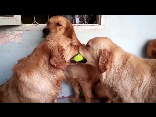 Three cute golden retrievers hug over tennis ball (storyful, dogs)