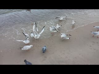 Голодные чайки