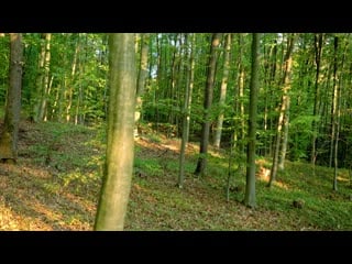 Forest trees growing long the mountain slopes