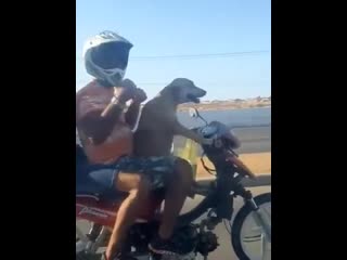 Лохматый хорошо справляется