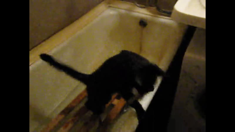 Ловить рыбу в ванной это весело