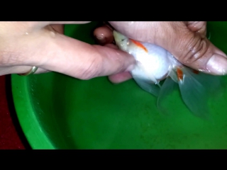 Goldfish hand breeding spawning