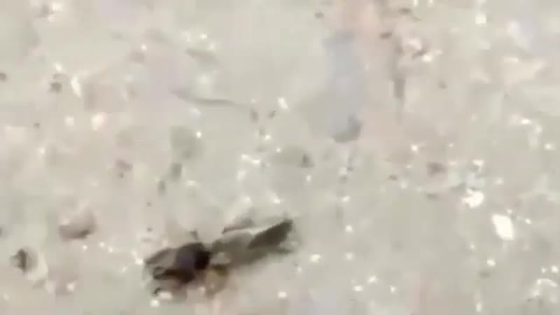 Ебать копать полурак полухуй