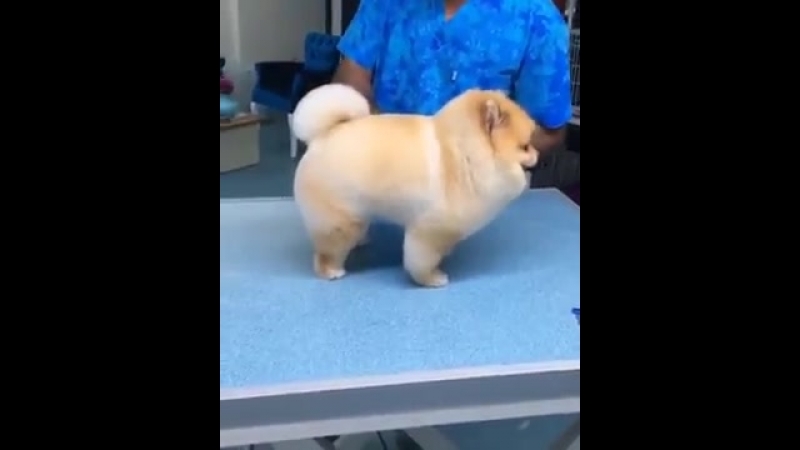 Самый идеальный пёсик в мире