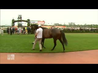 Black caviar has returned to flemington racecourse