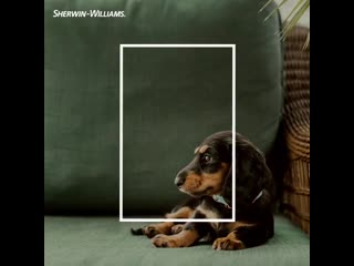 Dard hunter green sw 0041 | #обоиstyle