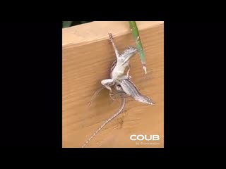 Ethan hunt lizard version
